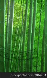 Sheet of music,Score, Bamboo tree