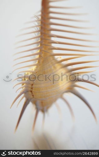 Shell