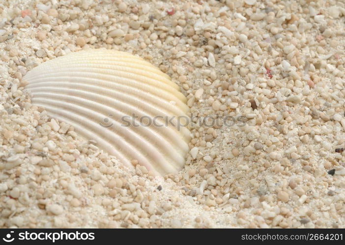 Shell