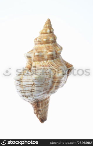 Shell