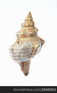 Shell