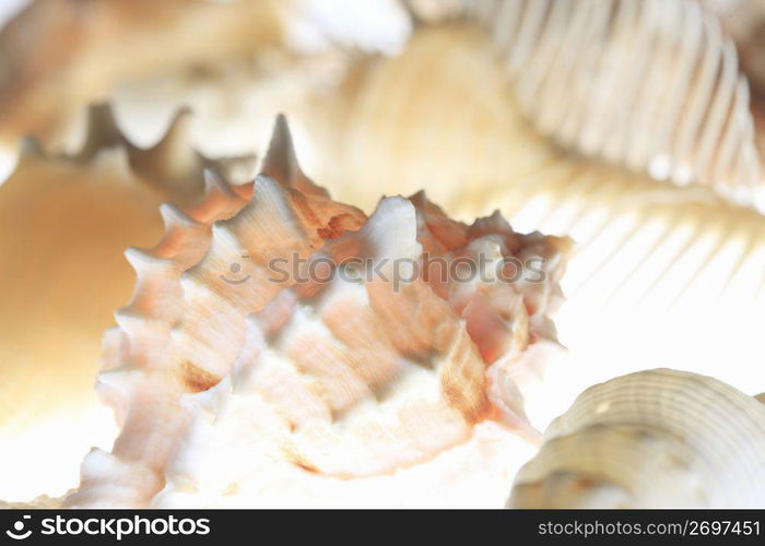 Shell