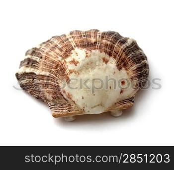 Shell