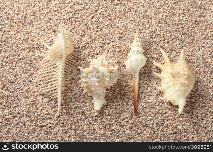 Shell