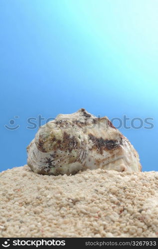 Shell