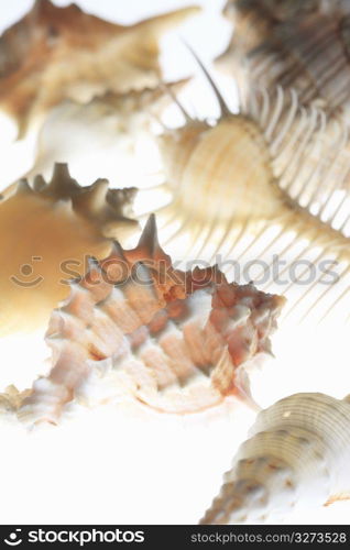 Shell