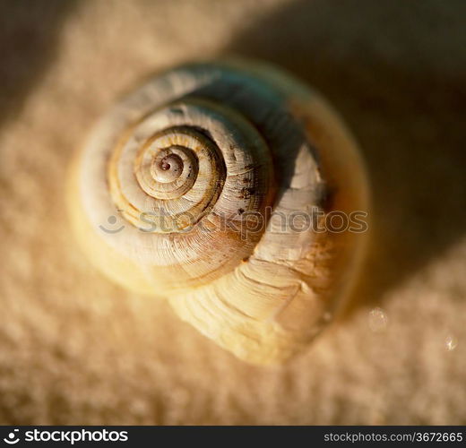 Shell