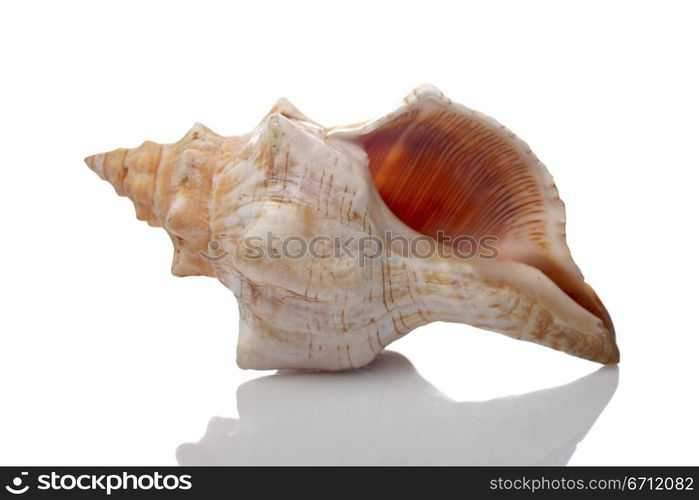 Shell