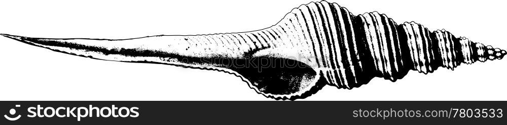 Shell drawn in view of the old prints on a white background
