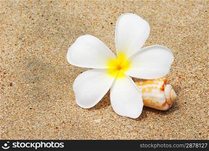 Shell & flower on a beach sand