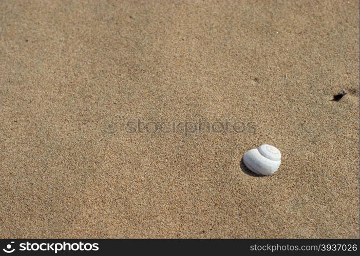 Shell in the beach sand