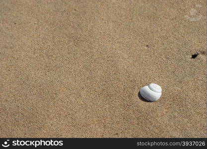 Shell in the beach sand