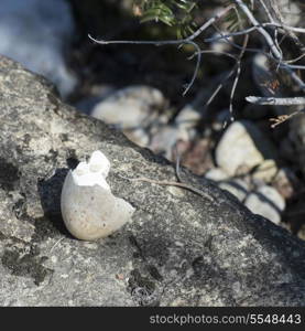 Shell of a broken egg on a rock, Riverton, Hecla Grindstone Provincial Park, Manitoba, Canada