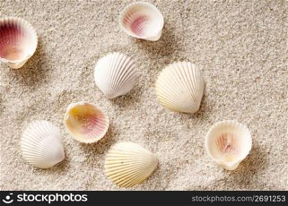 Shell of sands