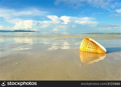 Shell on a beach with reflection