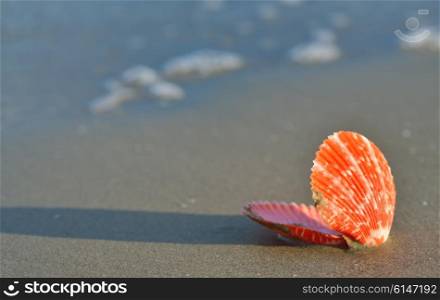Shell on a sandy beach at sunset