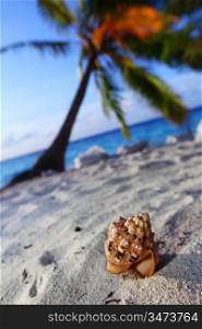 shell on sand under palm