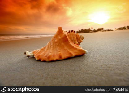 shell on sand under sunset sky