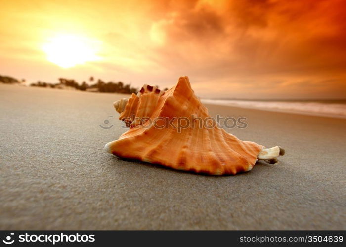 shell on sand under sunset sky