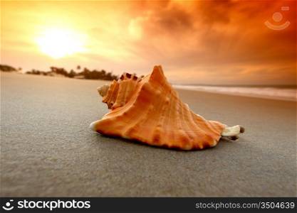 shell on sand under sunset sky