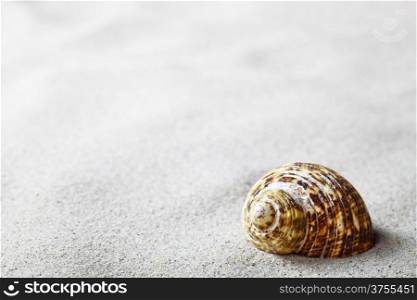 Shell on sandy background. Summer beach concept with copy space. Macro shot