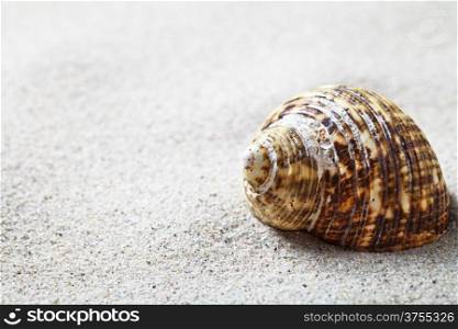 Shell on sandy beach background. Summer concept with copy space. Macro shot