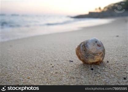 Shell on the beach in the evening. Shell on the beach