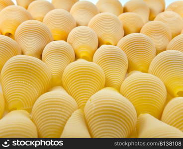 ""shell" pasta "