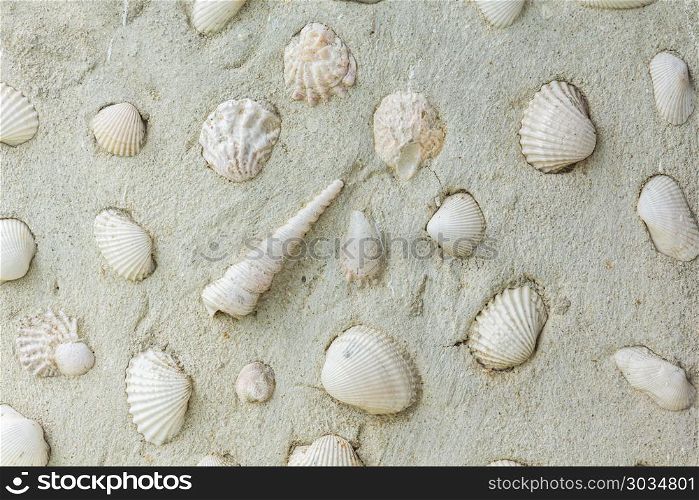 Shell wall, Background texture for text input. Shell wall, Background texture