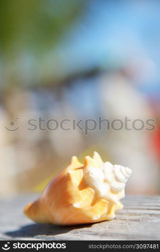 Shellfish