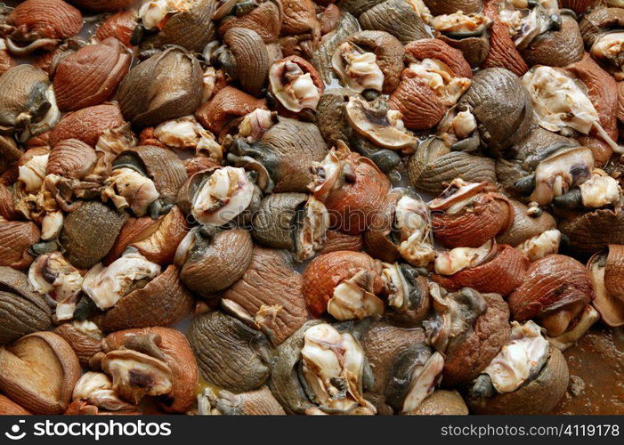 Shellfish