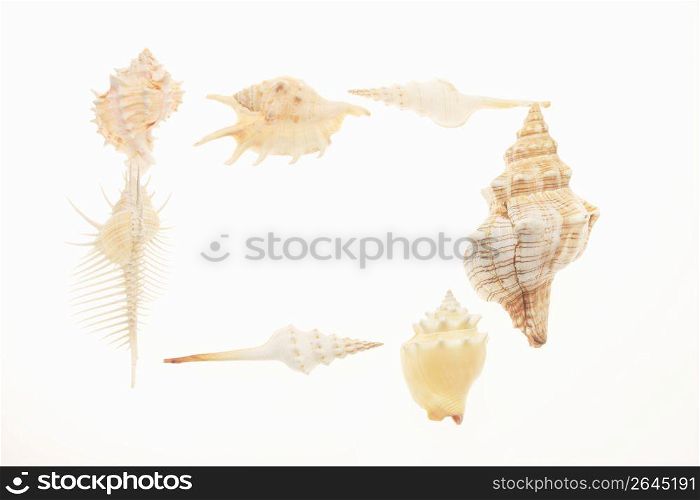 Shellfish frame