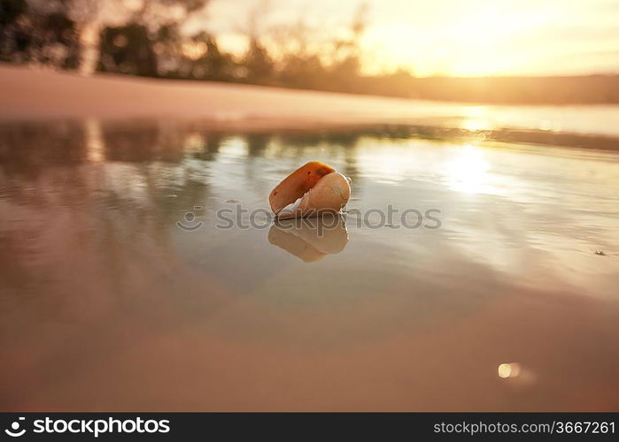 Shells