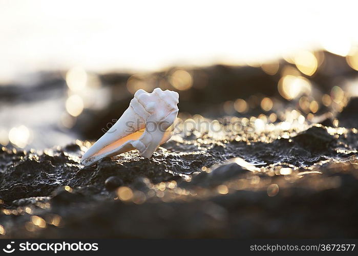 Shells