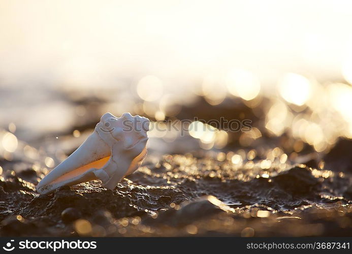 Shells