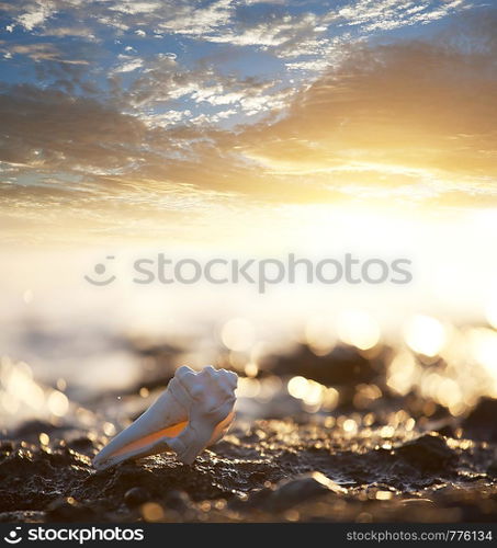 Shells