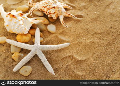 shells and stones on sand