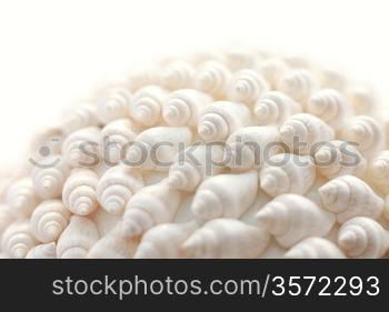 shells background
