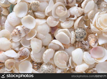 Shells background, many simple small shells, white