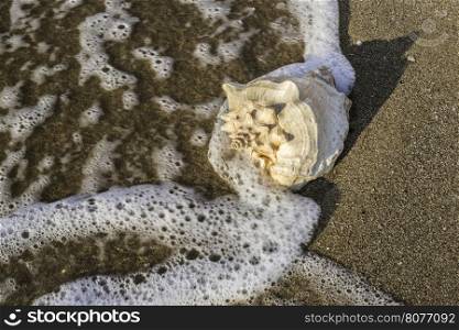 Shells on the beach. Sun light