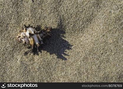 Shells on the beach. Sun light