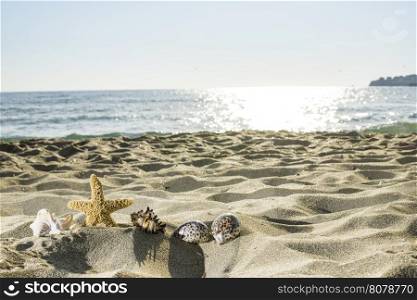 Shells on the beach. Sun light. Blue sky