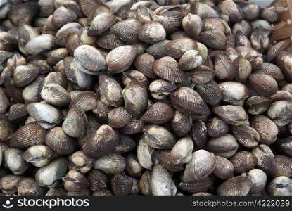 Shells on the sea shore in Nha Trang, Vietnam
