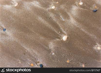 Shells sand on natural background sea nature