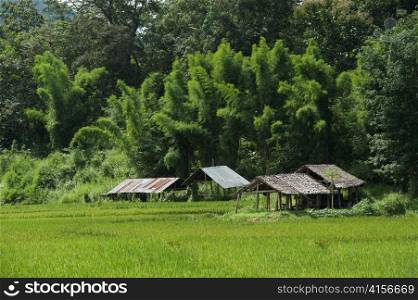 Shelters in a field, Thailand