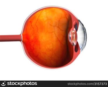 shematic human eye