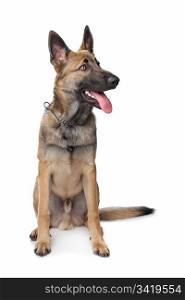 Shepherd dog. Shepherd dog in front of a white background