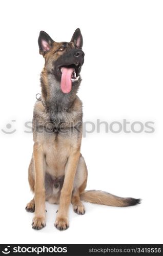 Shepherd dog. Shepherd dog in front of a white background