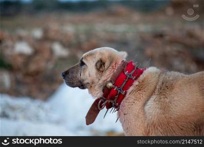Shepherd dog with protective spikes around his neck