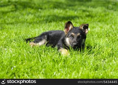 shepherd puppy lie on the green grass